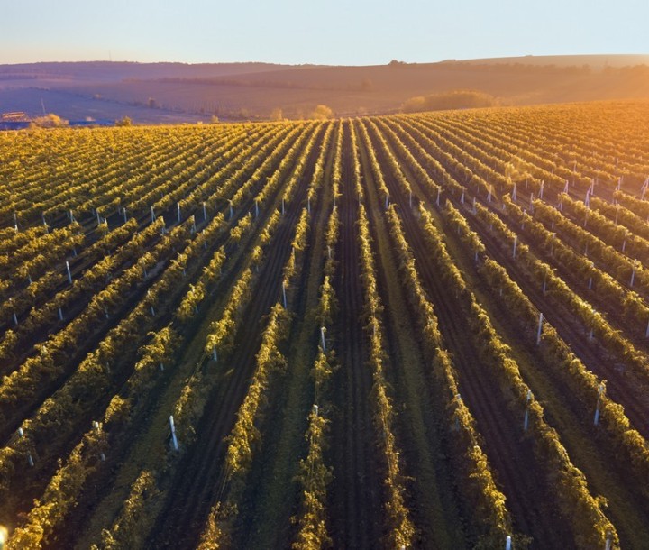 Burgundy Beaune Flight Tickets Balloon ride France Montgolfières