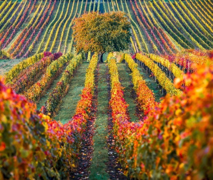 Nacelle privative Bourgogne Beaune vol en montgolfière Bourgogne Beaune Pommard France Montgolfières